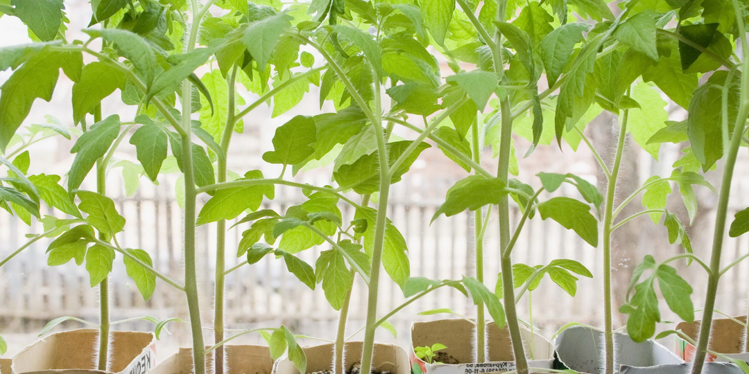 Что делать, если рассада переросла, а на улицу еще рано