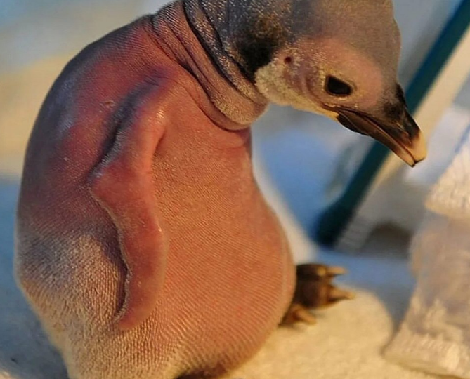 Его мама считала уродцем и прогоняла, но зоологи сделали невероятное