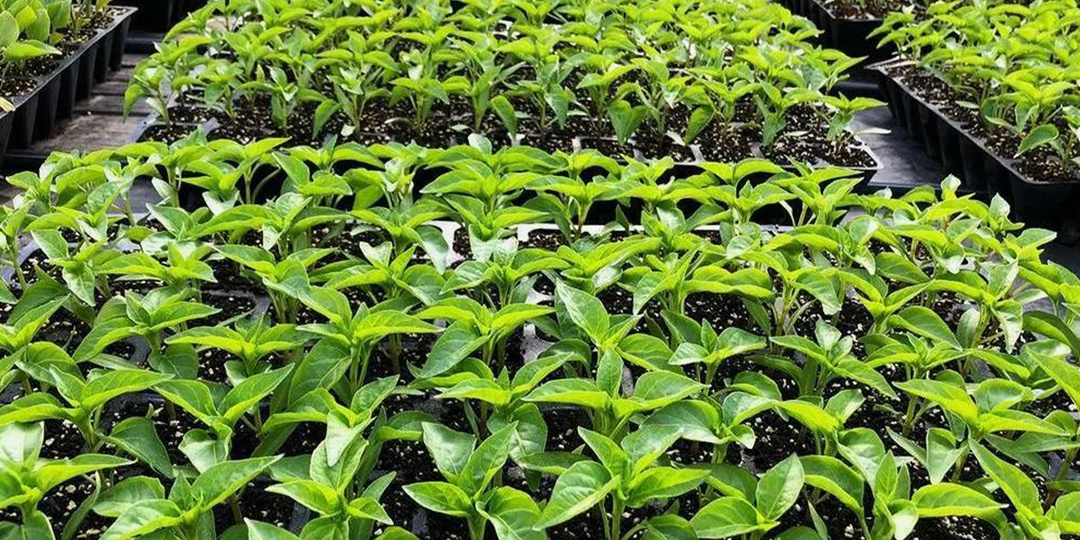 Что делать, если семена не взошли или рассада получилась слабая?