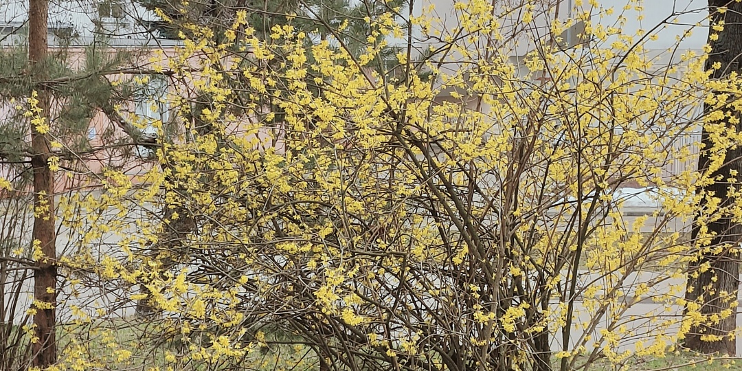 Действительно ли ранняя весна в Москве в этом году?