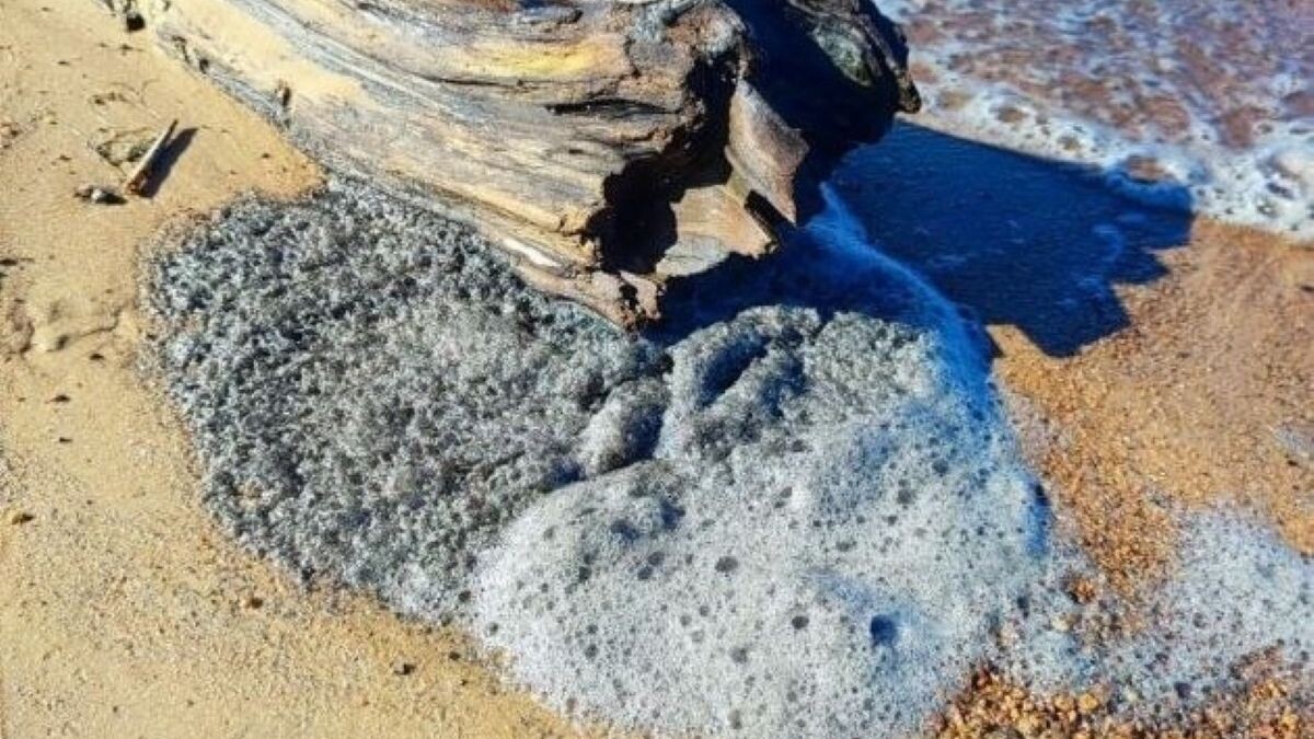     Источник: Telegram-канал «BL Сосновый Бор»