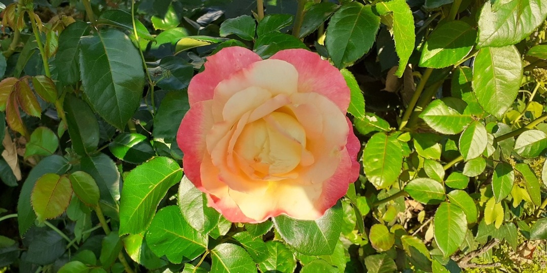 Аномальная погода: в Башкирии синоптики дали прогноз на апрель, май и на летние месяцы