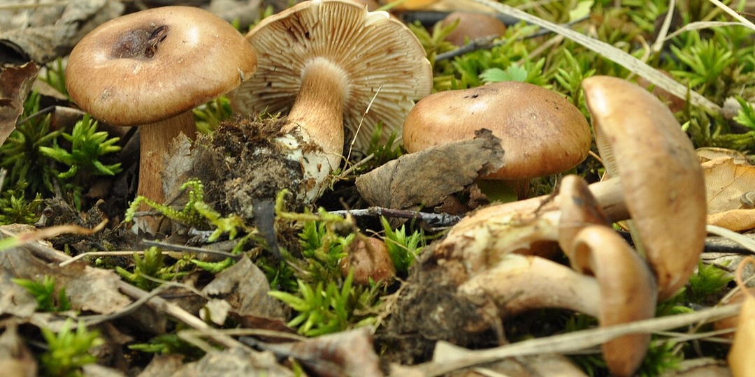 Рядовка тополёвая: ваш гид по лесному деликатесу