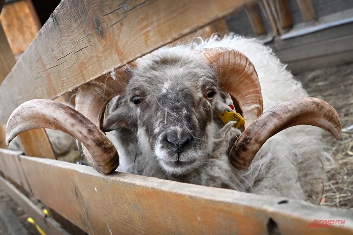    Международный день смеха совпал с днем рождения пушистого любимца публики — барана по имени Юлик.