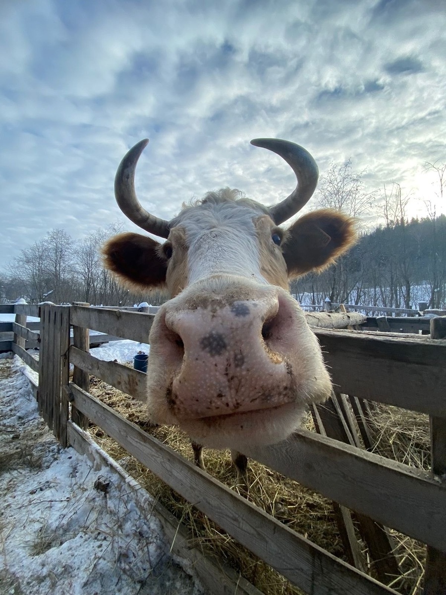     Һыйыр еленендәге сөйәлде нисек бөтөрөргә?