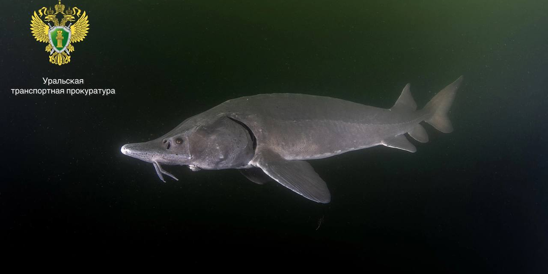 Браконьер заплатит 480 тысяч рублей за одну пойманную и выпущенную рыбу