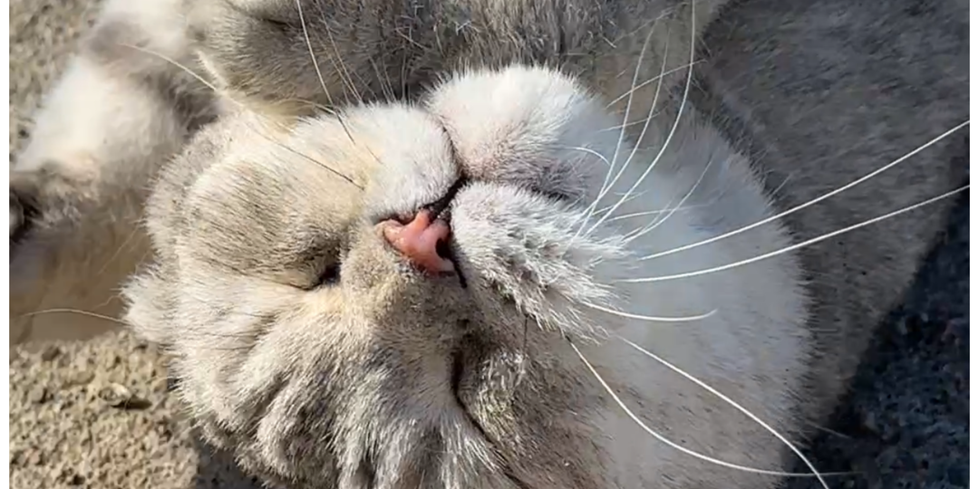 Вот так выглядит счастье😻