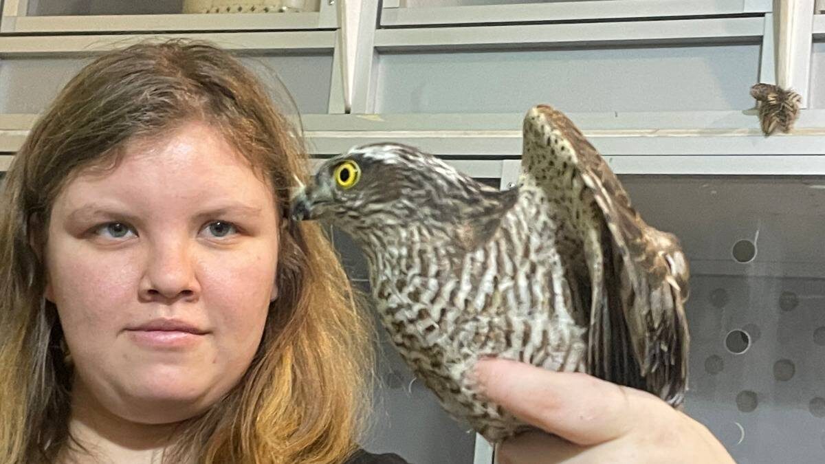    Волонтер Центра «Воронье гнездо» Мария Тужик лечит орлана / Фото: Анастасия Старостина