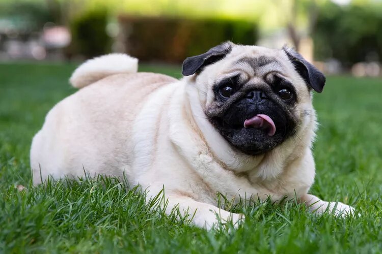 Китайские породы собак