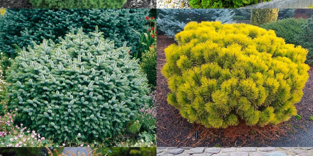 Топ-10 самых красивых хвойных для маленького сада: ели, туи и сосны, которые не разрастаются