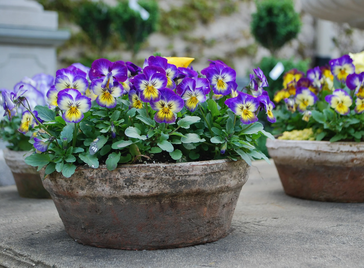 Источник фото: pinterest.com