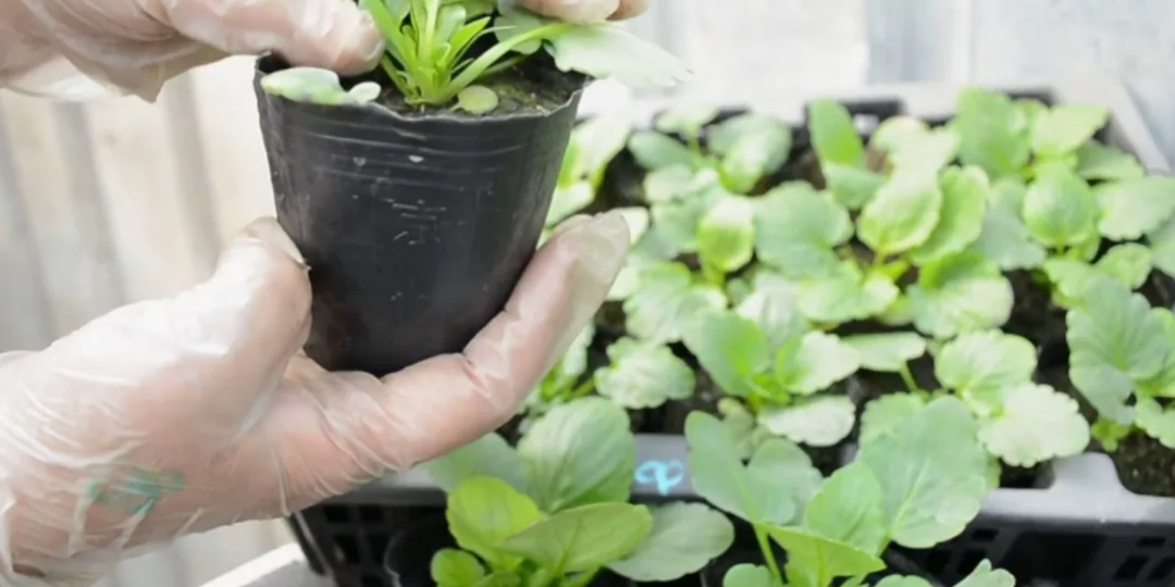 Виола (анютины глазки) в марте: посев, пикировка, высадка