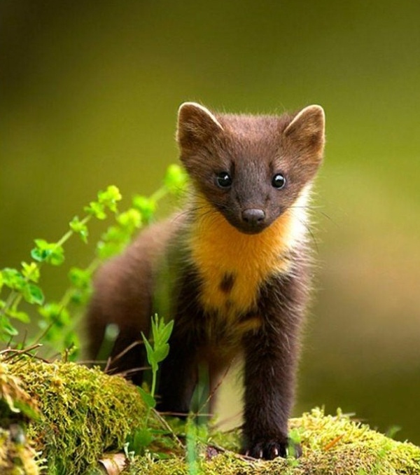 Фото из интернета