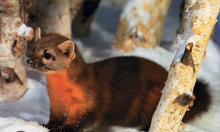 Фото из интернета