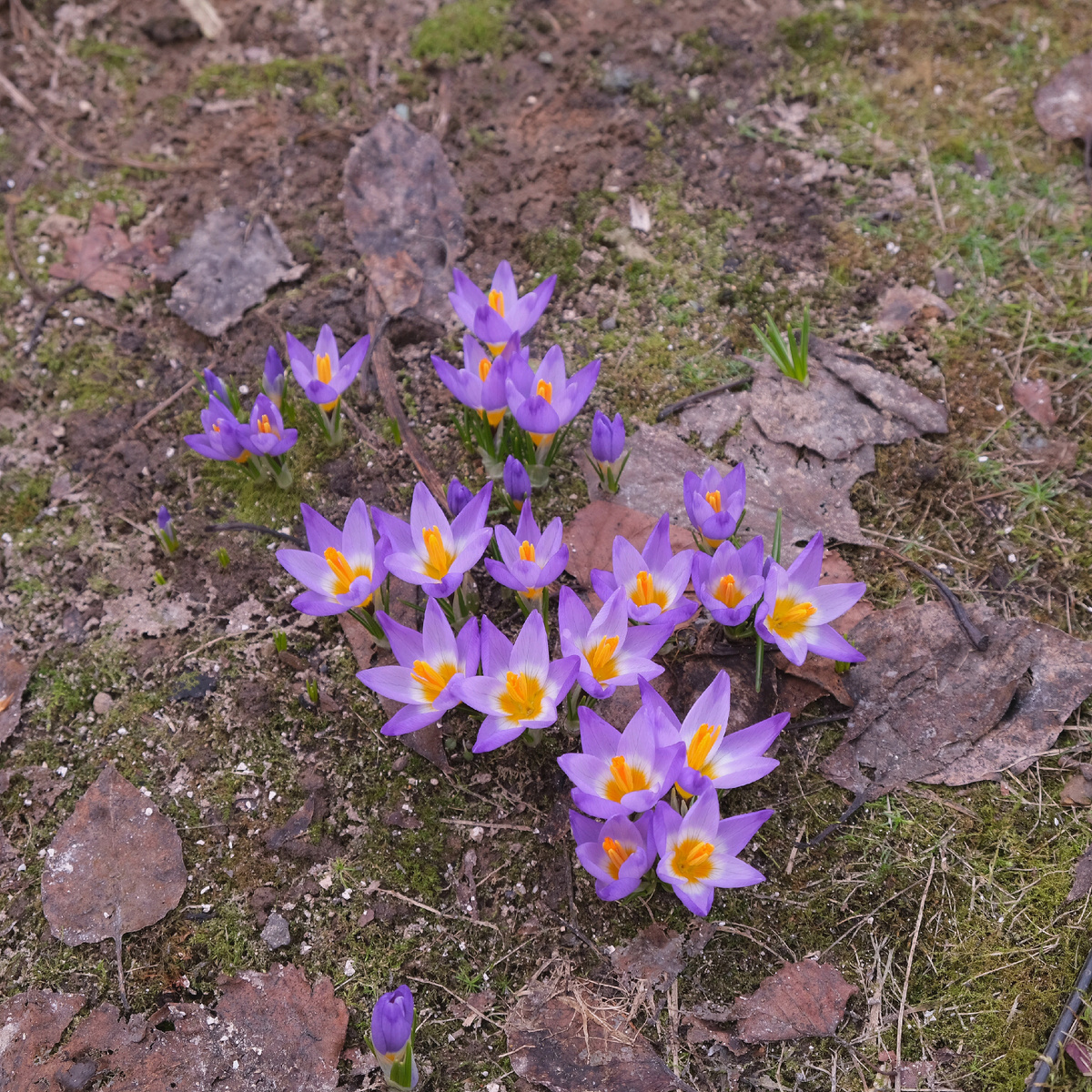 Crocus Sieberi Tricolor