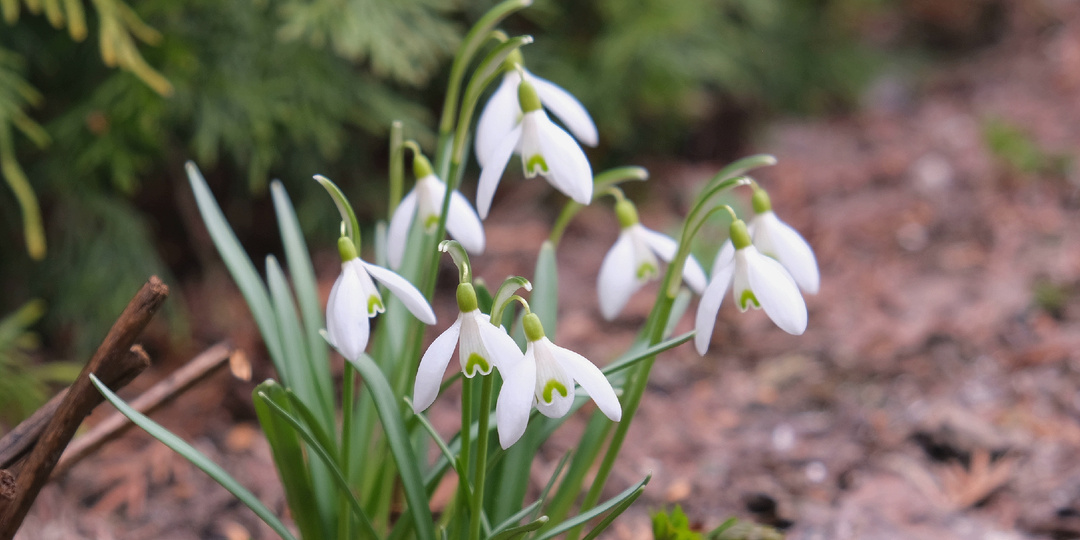 Садовый дневник: галантусы, крокусы и другие ранние первоцветы