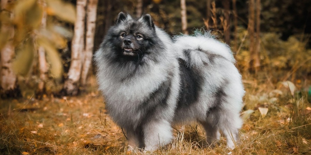 Чем кормить стерилизованную собаку: поддерживаем здоровый вес