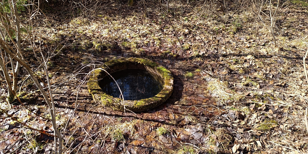 Разъяренный секач весом 200 кг и загадка голубого источника: что скрывают старые финские хутора Выборгского района