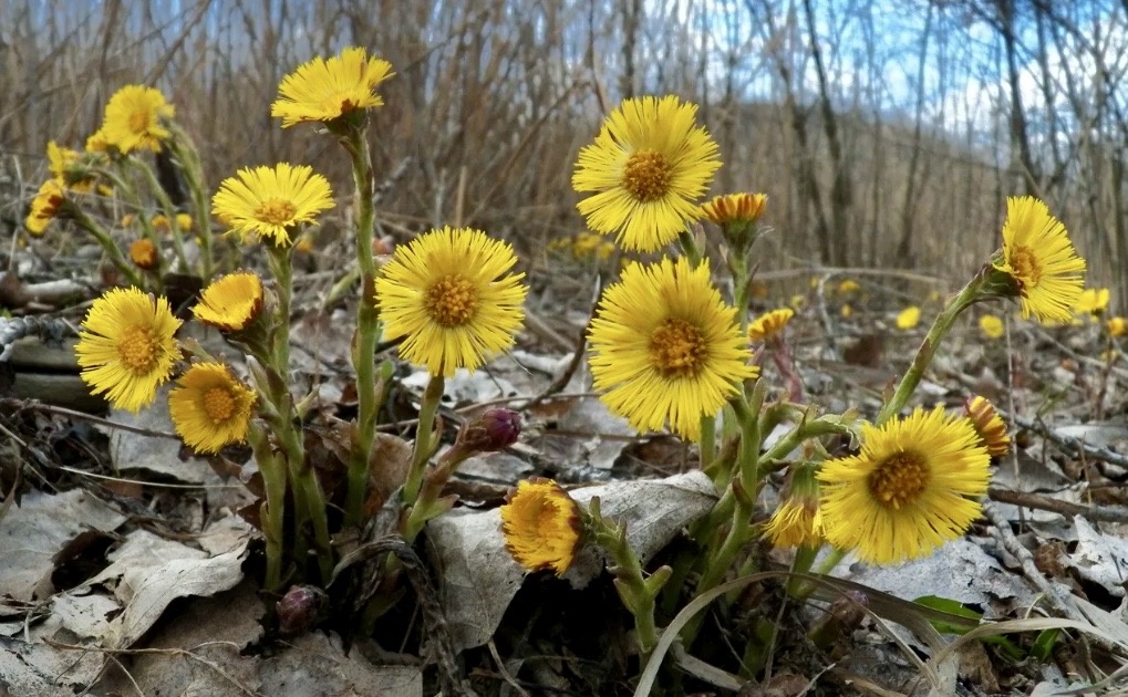 На теплотрассах уже первая мать-и-мачеха 