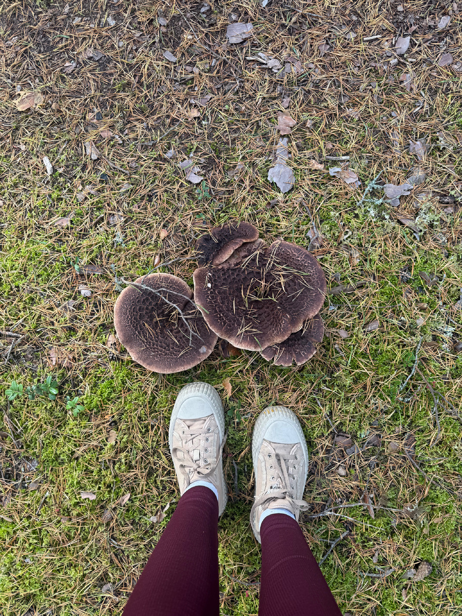 Огромные грибы