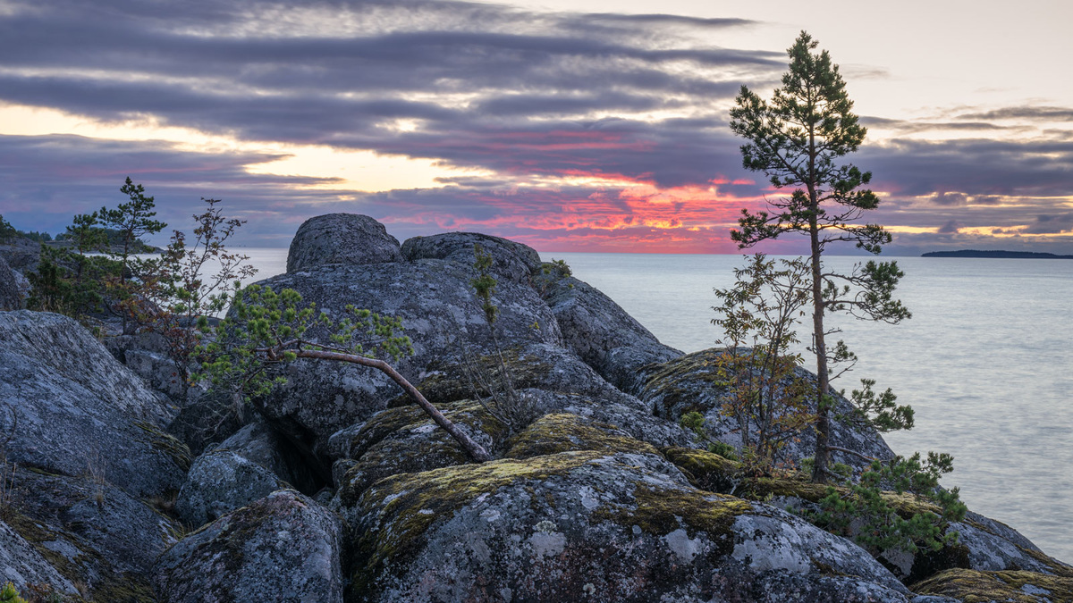 Сюжет с соснами и кровавым рассветом.