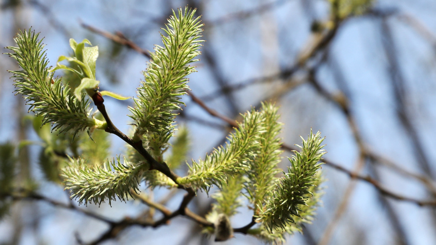    Фото: ИЗВЕСТИЯ/Андрей Эрштрем