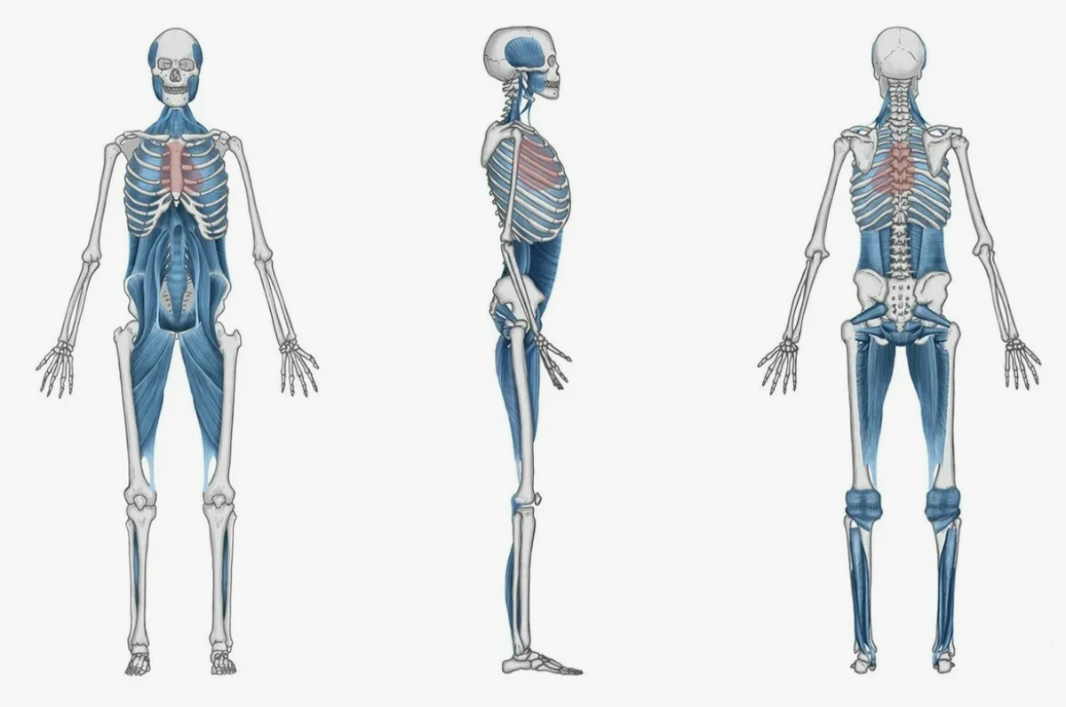 Миофасциальная цепь