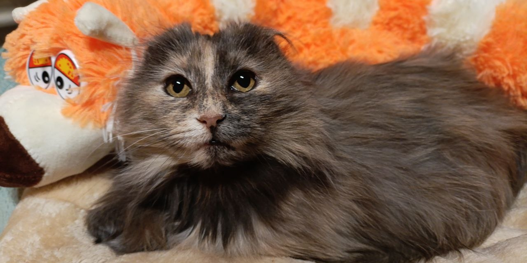 Кошечке, похожей на домовёнка, очень нужно домой! 🙏😿