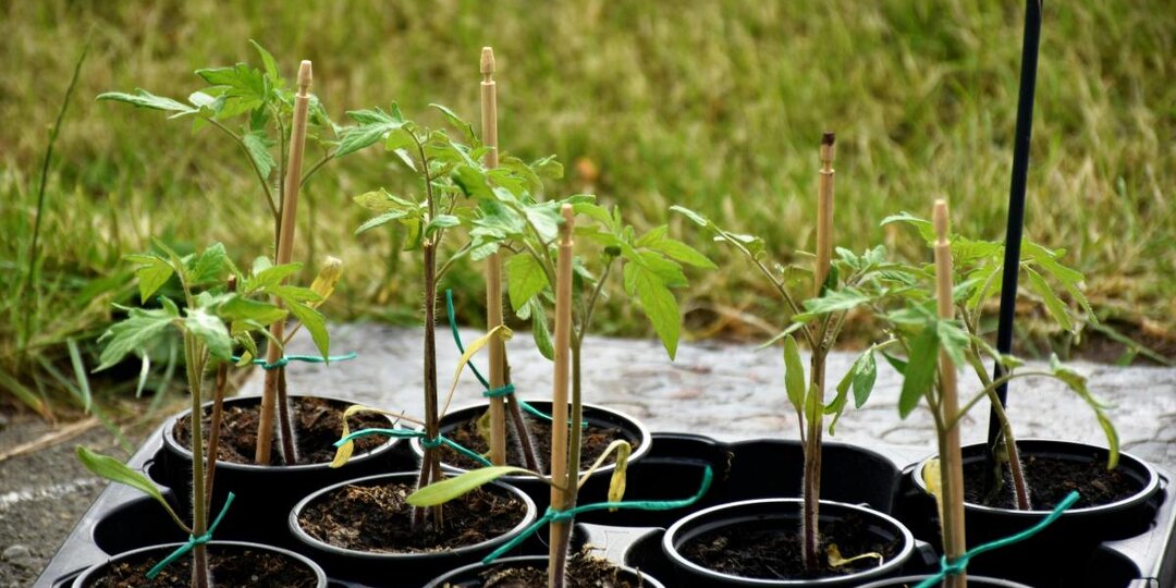 Рассада помидоров будет крепкой без магазинной "химии": что добавить в воду при поливе