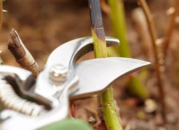 Весенняя обрезка роз: как и когда открывать после зимы и что делать дальше