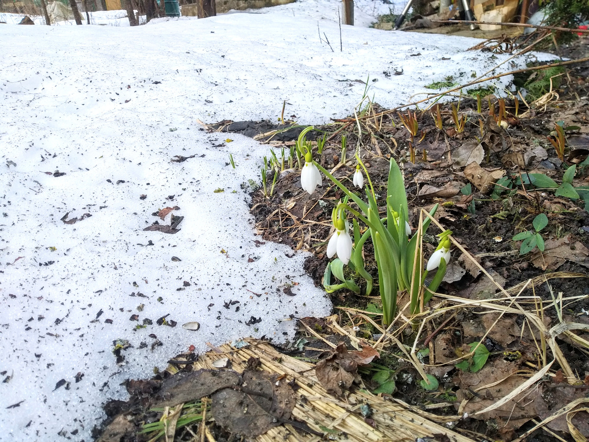 Подснежники утром 27 марта 2026 года, фото автора