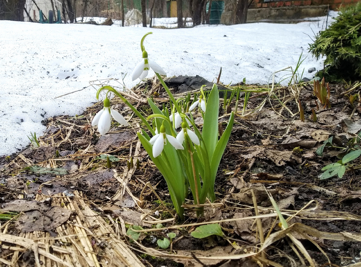 Подснежники утром 28 марта 2026 года, фото автора
