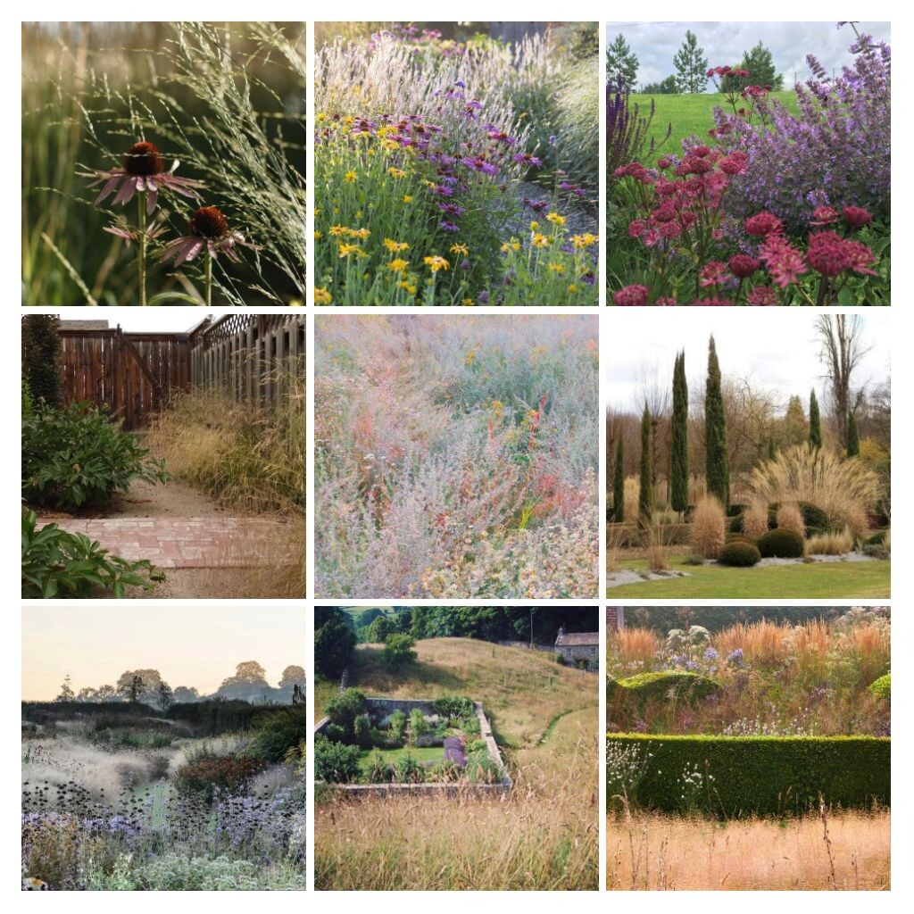 Коллаж автора из сохраненных фото. Второе фото в нижнем ряду - то самое, что легло в основу концепции (когда-то сохраняла с дзеновского канала "Карельские дачники", а вот откуда она брала, не помню). И из недавних сохраненок центральное фото справа: злаки и хвойные, осень. Классное сочетание! Центральное слева - ну прям мой будущий проход к зоне отдыха в центре цветника! (правда, не направо, а налево, и не с пионами, а с астранциями😆, но суть ясна).