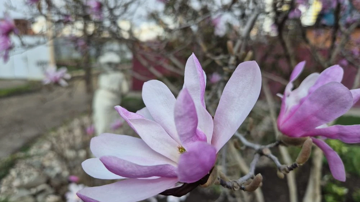    Фото: телеканал «Краснодар»