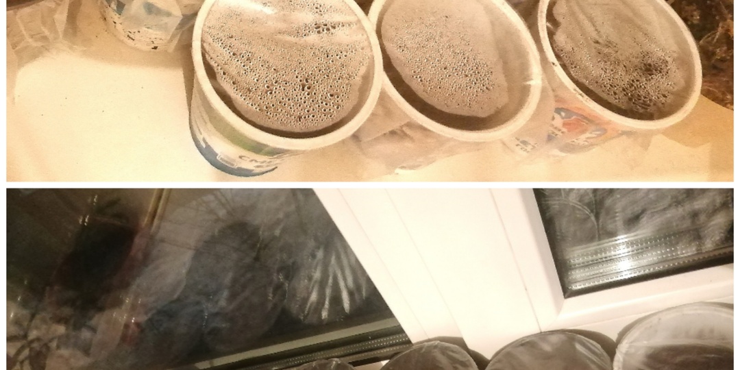 Весна на подоконнике