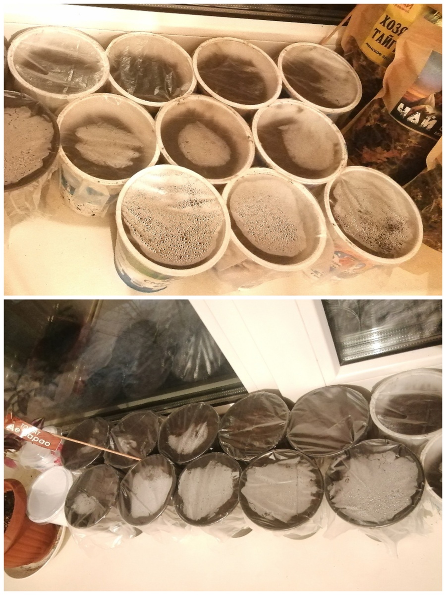 помидорки 😊