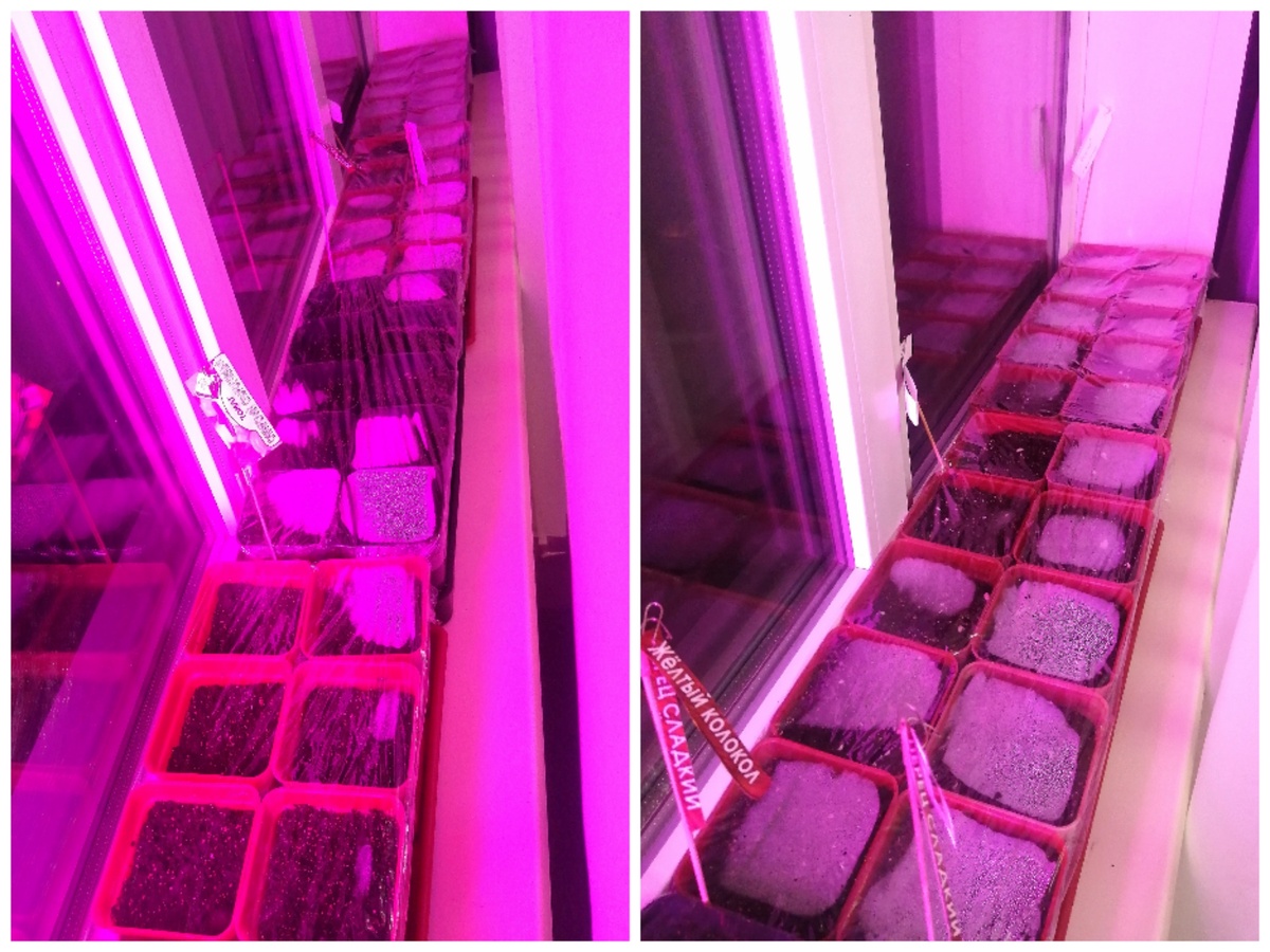 в каждом горшочке по две семечки 😅