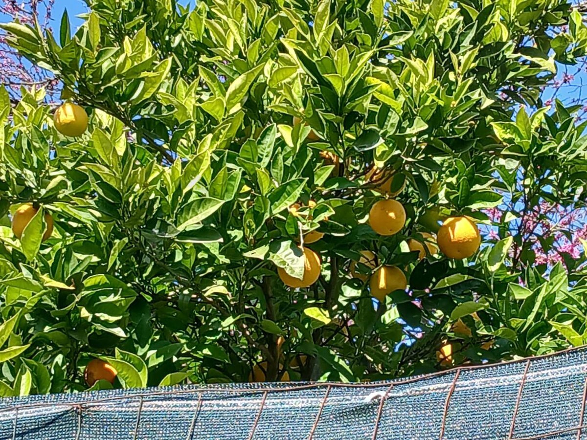 Какие фрукты не понятно 