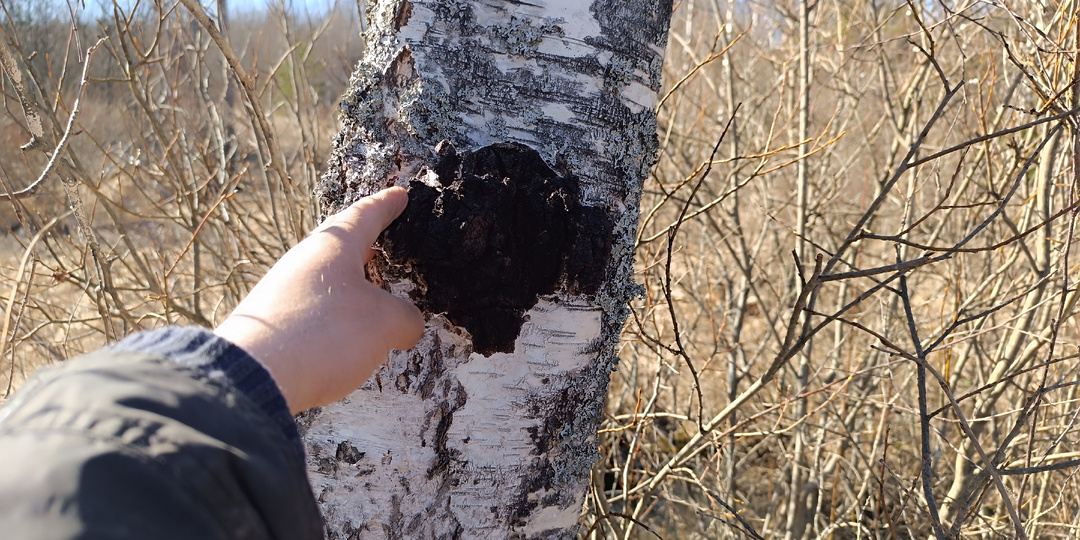 Чага: как быстро заварить таежный чай и не ждать часами? Мои секреты и 3 экспресс-рецепта