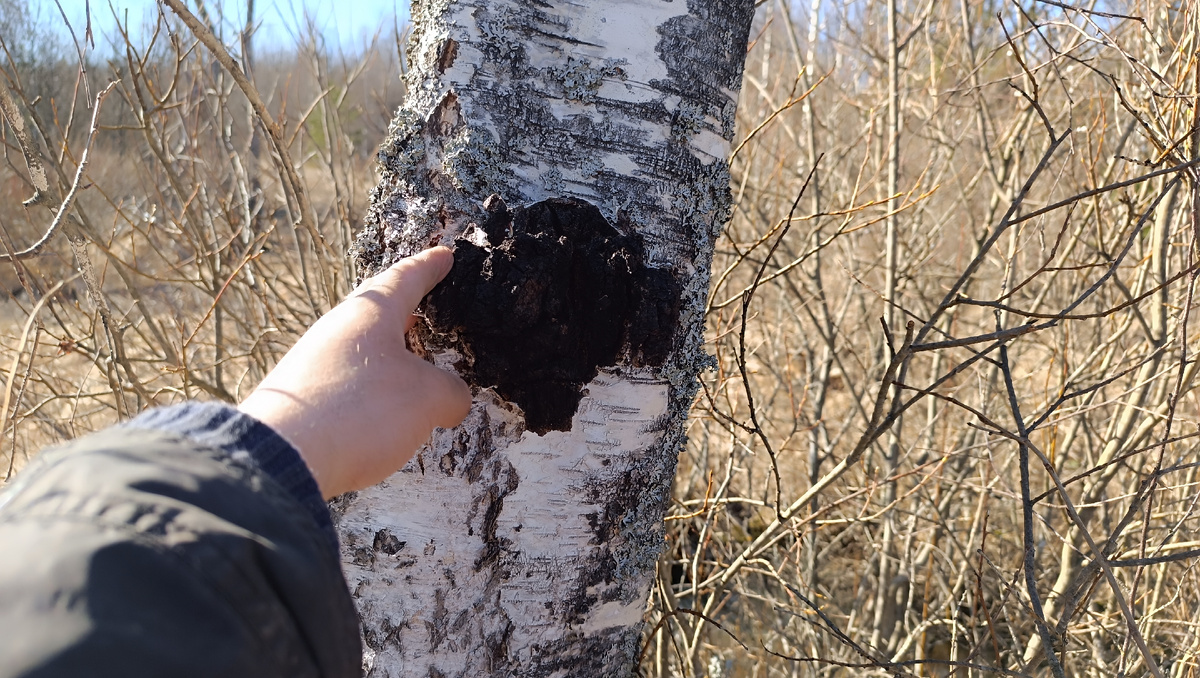 Чага на берёзе