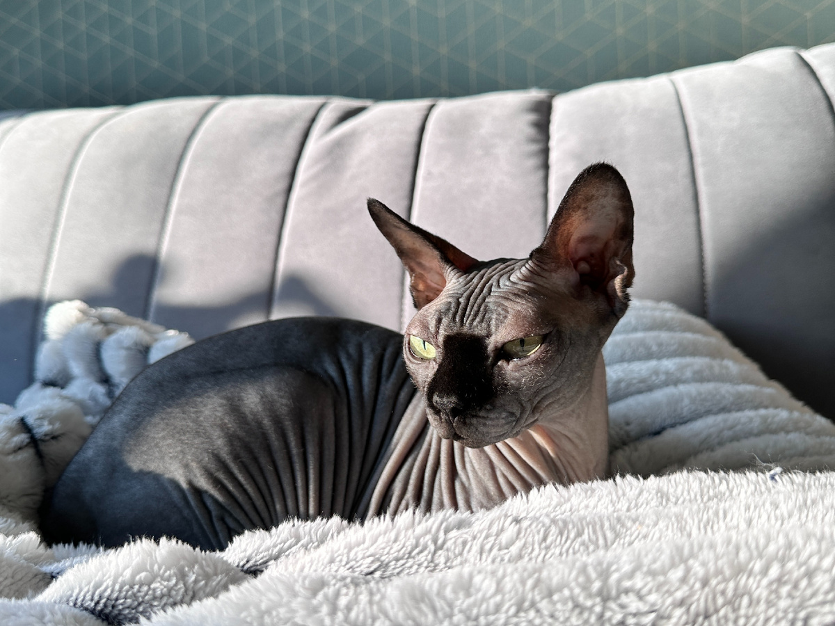 У Коти начал активно слезиться левый глаз