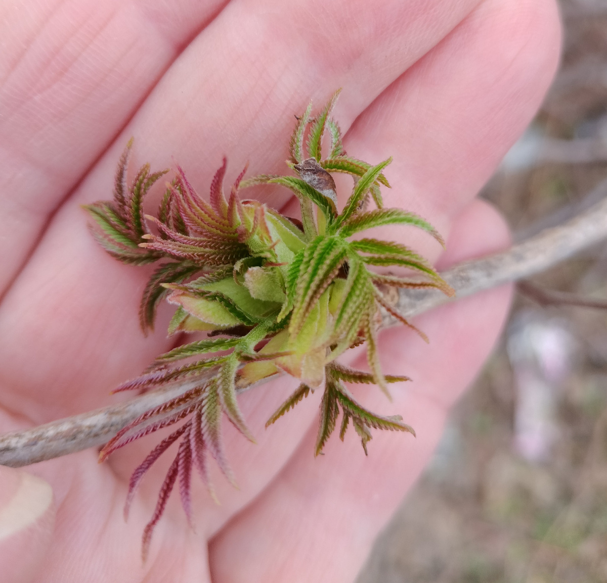 Первые листочки на волжанке. И первые, которые мы увидели этой весной. Первого апреля