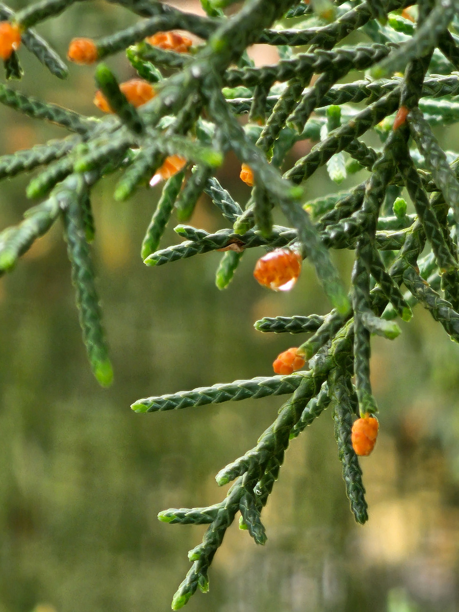 Цветение аризонского кипариса. Фото автора