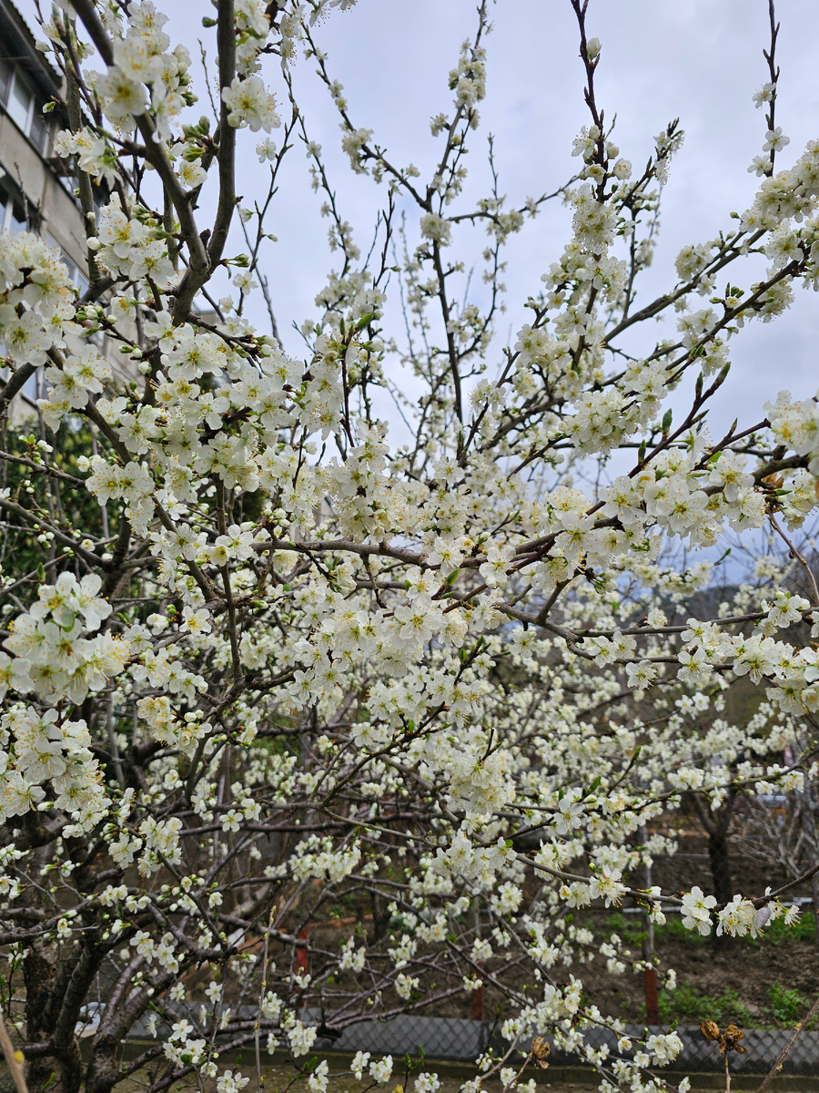 Цветение сливы. Фото автора