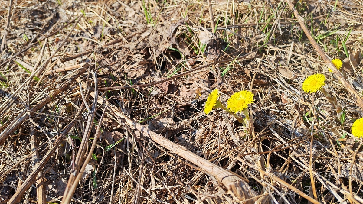А тут в центре уже пчёлка прилетела.