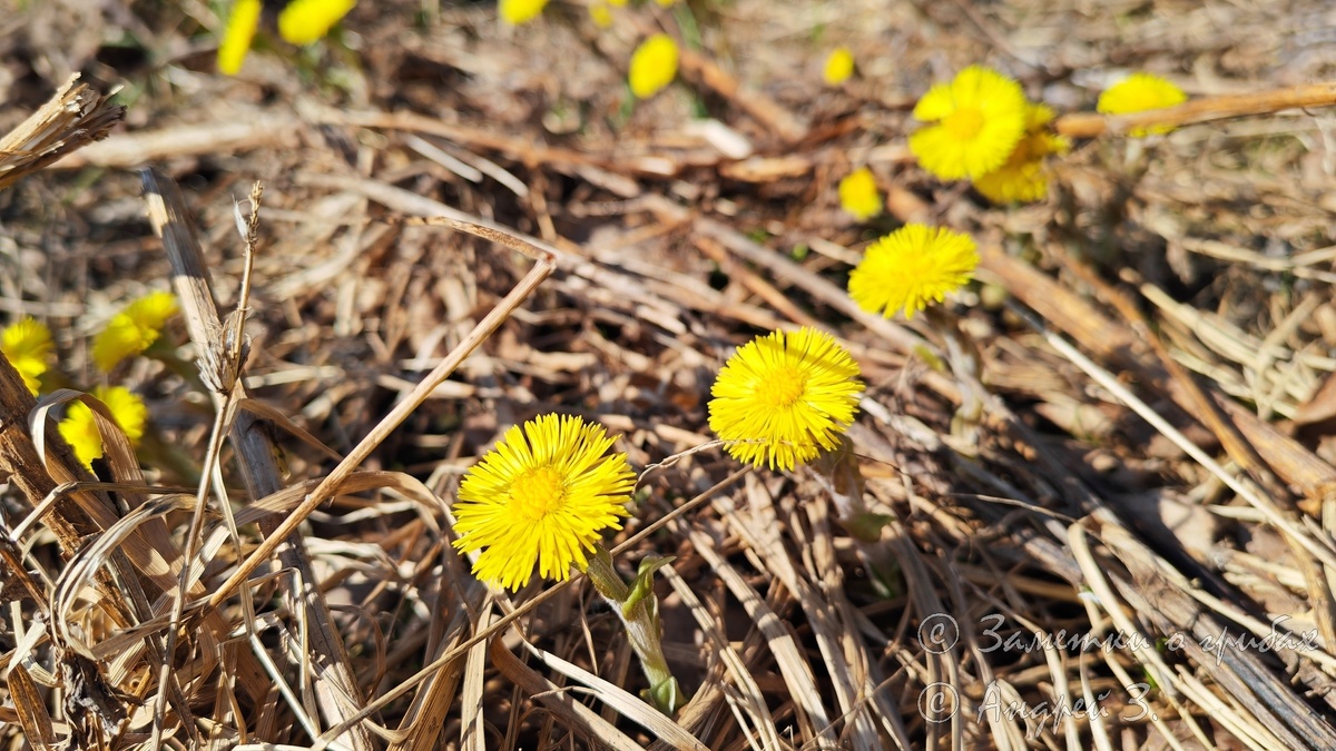 Маленькие солнышки.