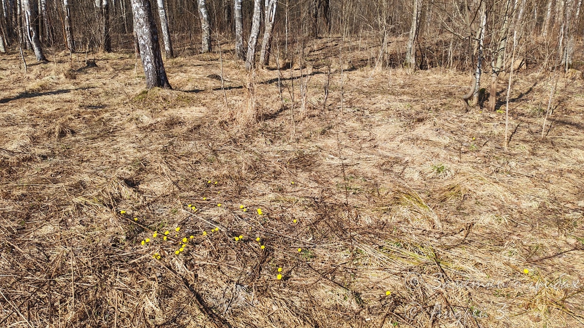 Первое пятно Мать-и-мачеха обыкновенная (Tussilago farfara) в Моём лесу. Во всяком случае, которое я увидел.