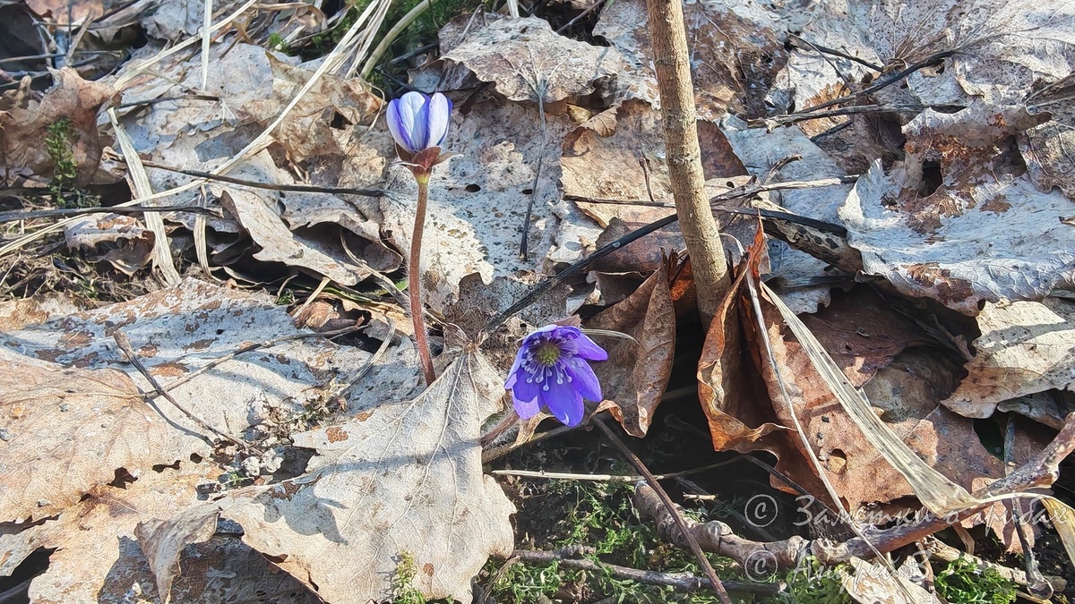 Печёночница (Hepatica Mill)