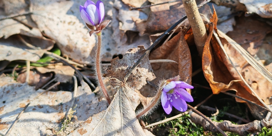 Заметка о весенних грибах. Питер 29.03.2025