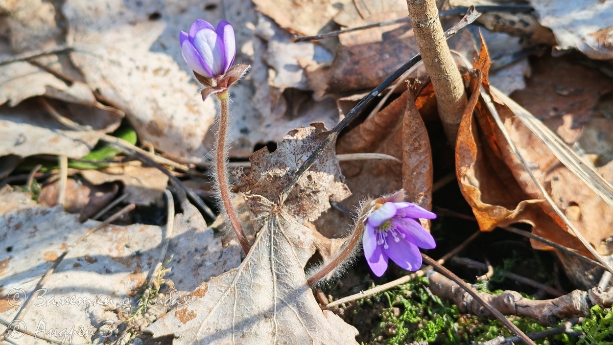 Ну чем не Синий Подснежник!?